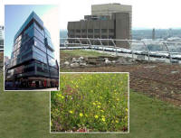 Blackdown Install Green Roof at 1 New York Street